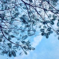 Low angle view of tree against sky