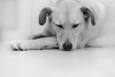 Close-up portrait of dog relaxing at home