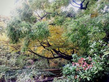 Plants growing on tree