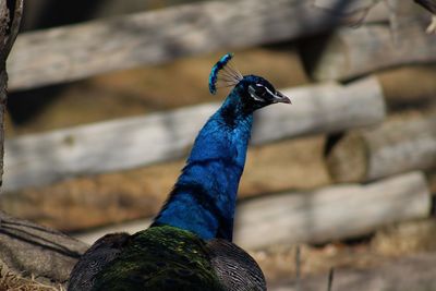 Close-up of a peacock