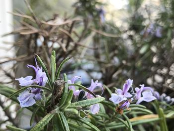 Close-up of flowers blooming outdoors