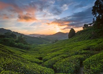 Scenic view of agricultural landscape against sky during sunset