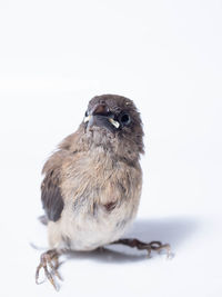 Portrait of owl perching on white background