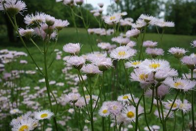 Close-up of white flowering plants on field