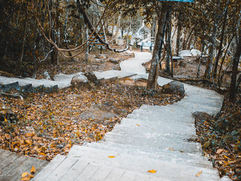 Plants growing in stream during winter
