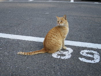 Cat looking away