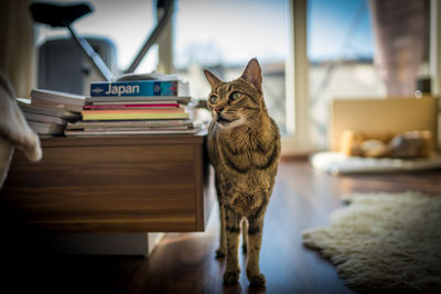 Cat on table at home