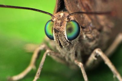 Close-up of insect on leaf