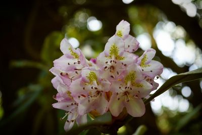 Close-up of pink flowers