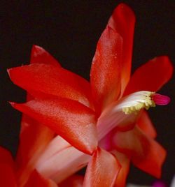 Close-up of red flower over black background