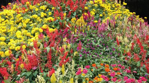 Full frame shot of red flowers