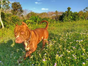 View of a dog on field