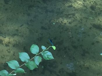 High angle view of green floating on water