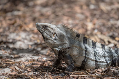 Mexican iguana resting on a rock in tulum, mexico