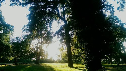 Trees in park