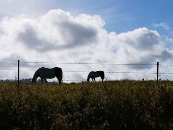 Horses grazing on field against sky