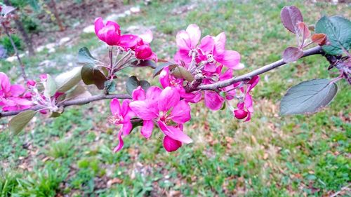 Close-up of pink flowers on tree