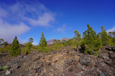 Plants growing on rocks against blue sky