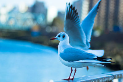 Close-up of bird against blue sky