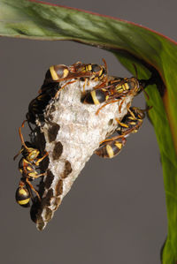 Close-up of bees on honeycomb hanging on leaf