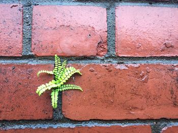 Close-up of plants growing on wet brick wall