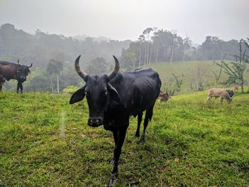 Cows grazing on field against sky