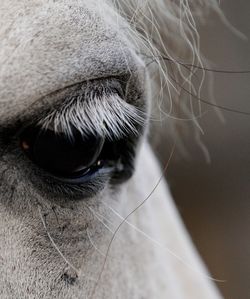 Close-up of dog eye