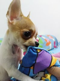 Close-up of baby boy at home