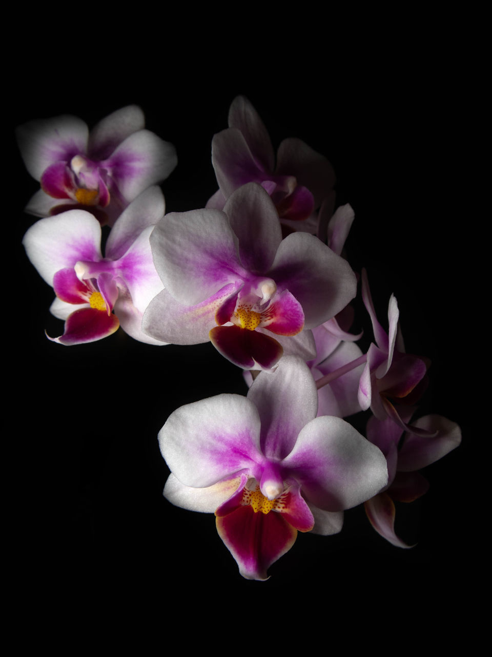 CLOSE-UP OF PINK ORCHID FLOWERS