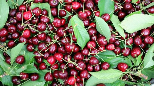 Full frame shot of cherries