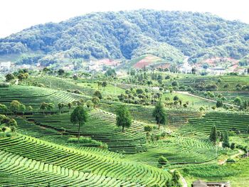 Scenic view of rural landscape