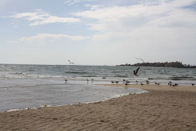 Seagulls on beach