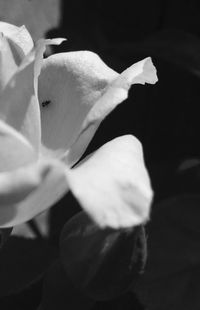 Close-up of white rose blooming outdoors