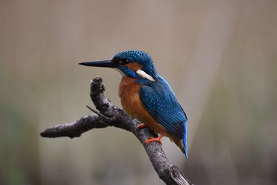 Bird perching on branch