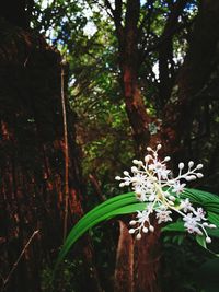 Trees growing in forest