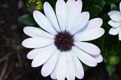 Close-up of white flower