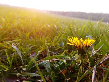 Close-up of plants growing on field