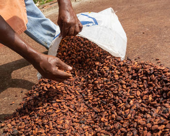 Hand stacking and stuffing dried cocoa nuts into a sack