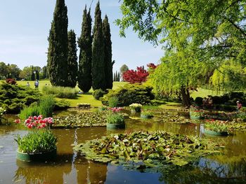 View of lotus water lily in lake