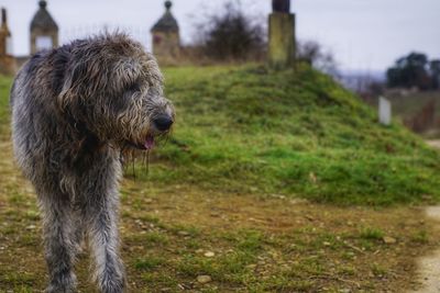 Close-up of dog on field