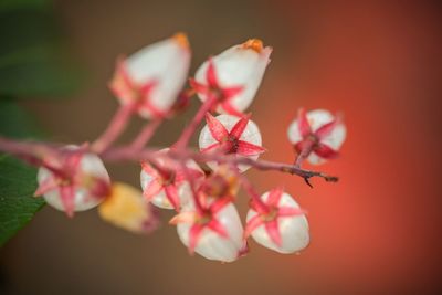 Close-up of pink cherry blossom