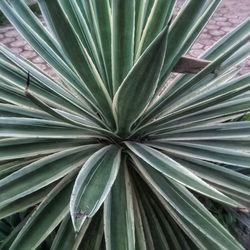 Full frame shot of succulent plant