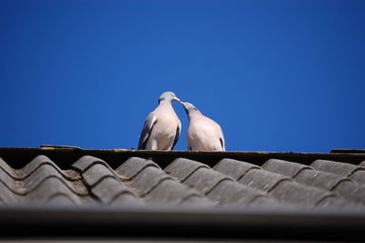 Low angle view of bird perching on roof against clear blue sky