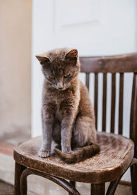 Cat sitting on chair