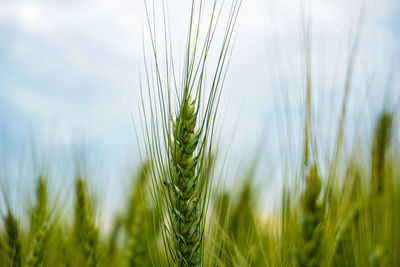 Close-up of wheat growing on field