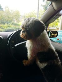 Dog looking through car window