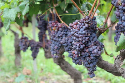 Close-up of grapes growing in vineyard