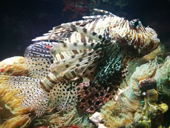 Close-up of fish swimming in sea