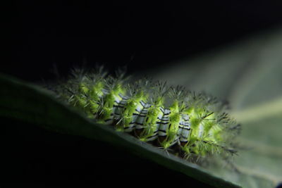 Close-up of succulent plant against black background