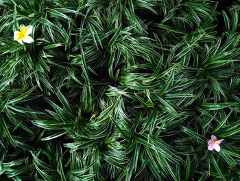 High angle view of flowering plants on field